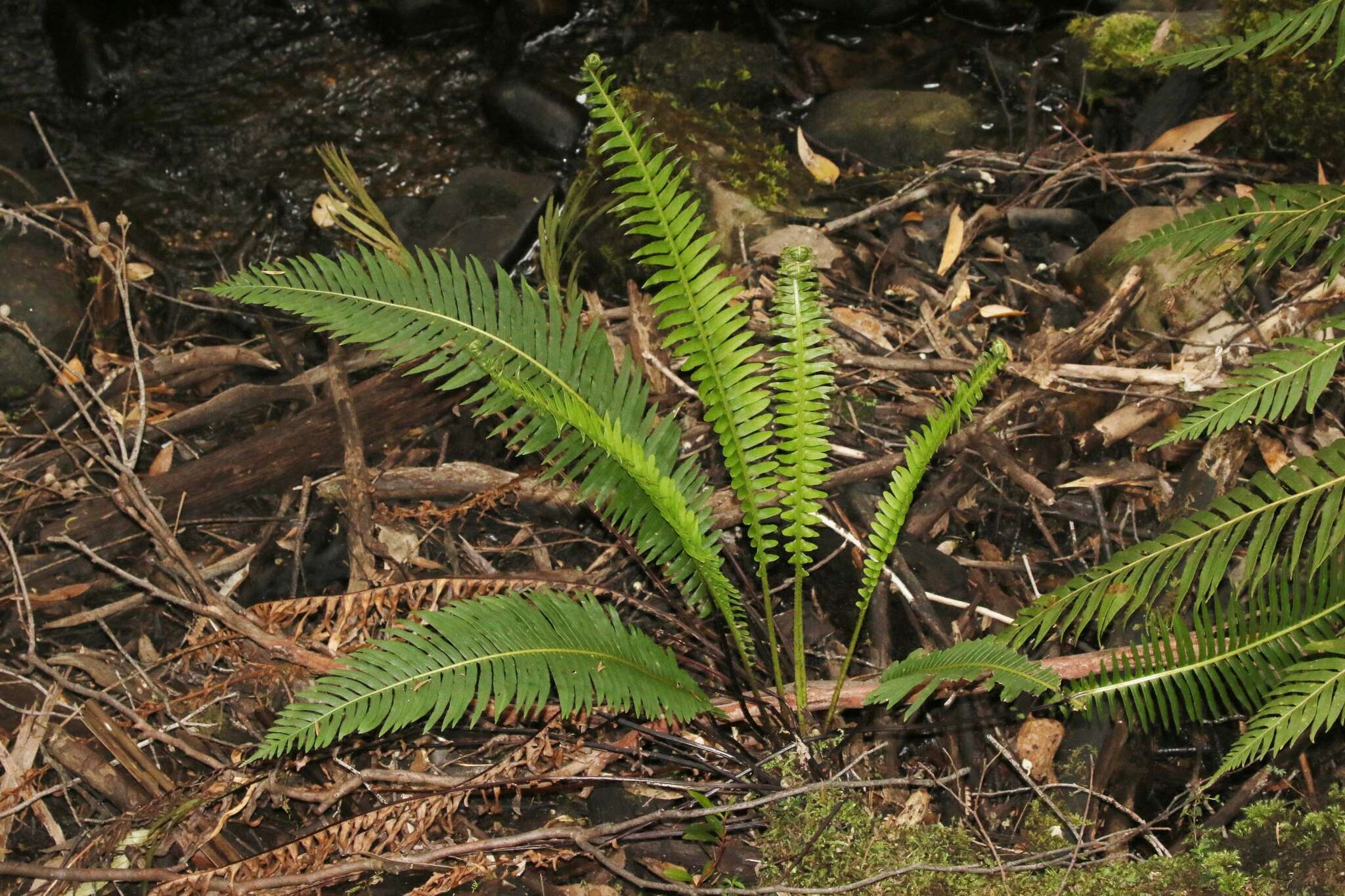Image of Fishbone water-fern