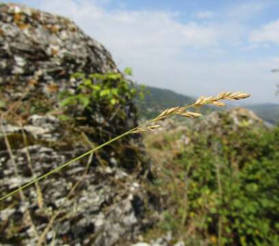 Image of Poa versicolor Besser