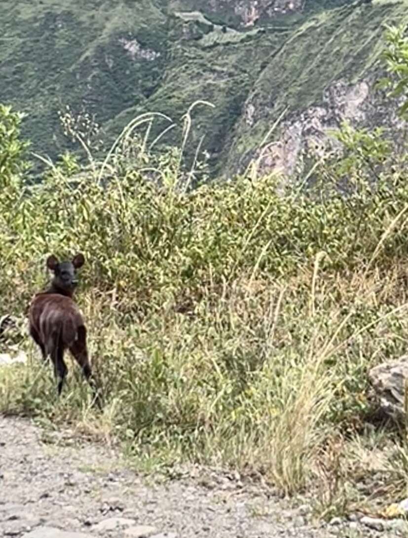 Image of Dwarf Red Brocket