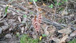 Image of Striped coralroot