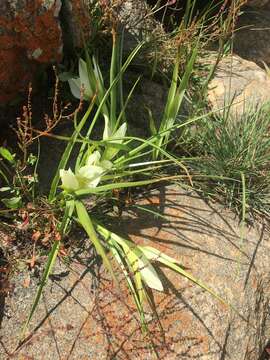 Image of African crocus