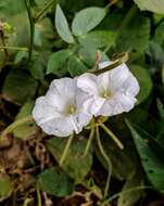 Imagem de Odonellia hirtiflora (M. Mart. & Gal.) K. Robertson