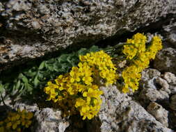 Image of granite draba