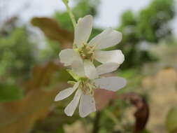 Image of Dombeya quinqueseta (Del.) Exell