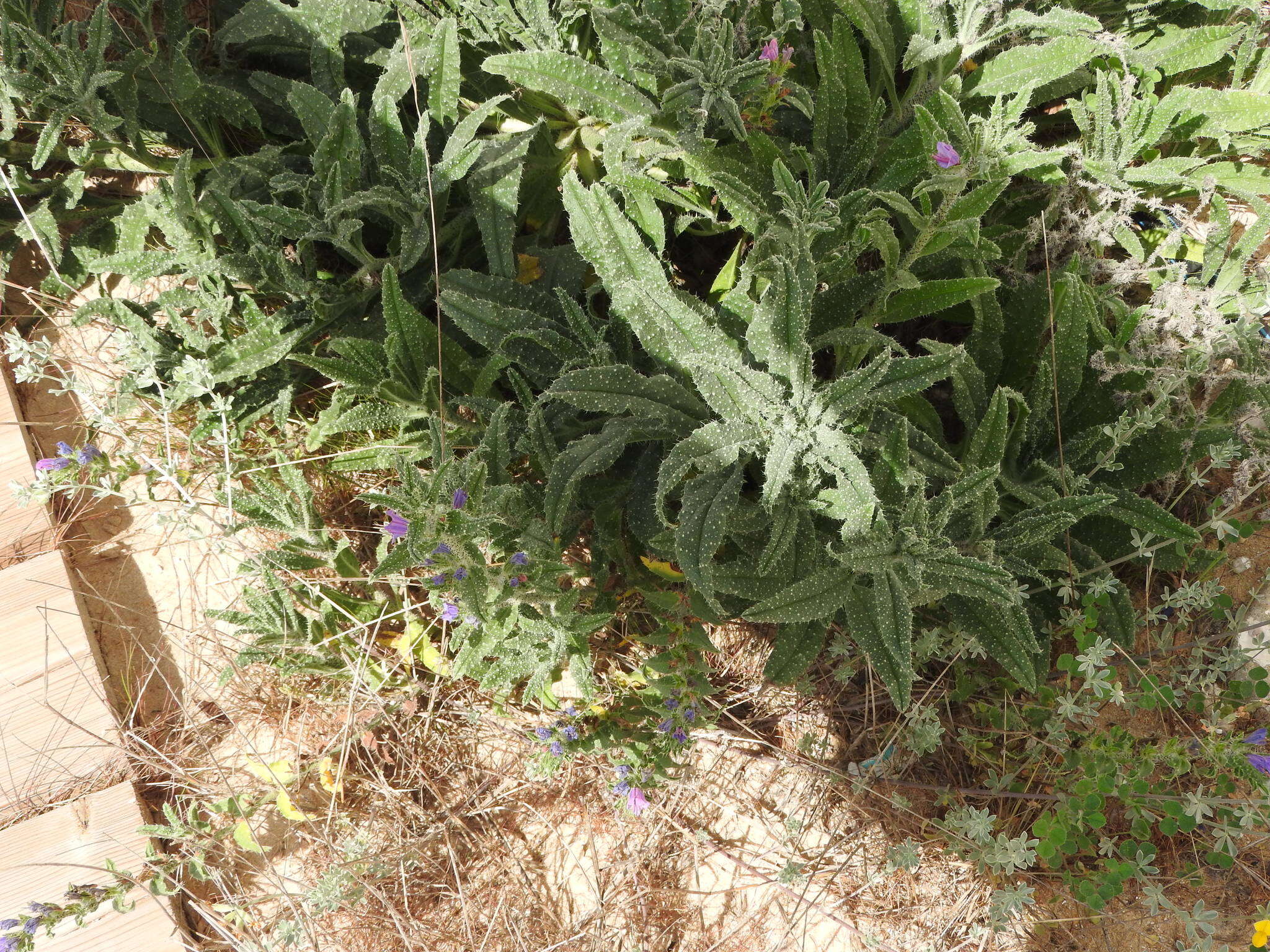 Image of Echium gaditanum Boiss.