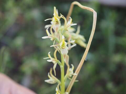 Image of Tarengo leek orchid