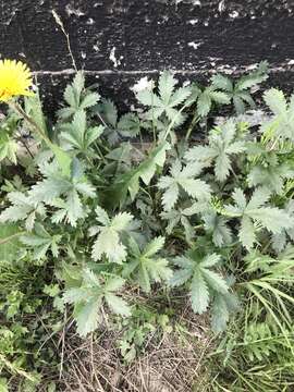 Image of Potentilla chrysantha Trev.