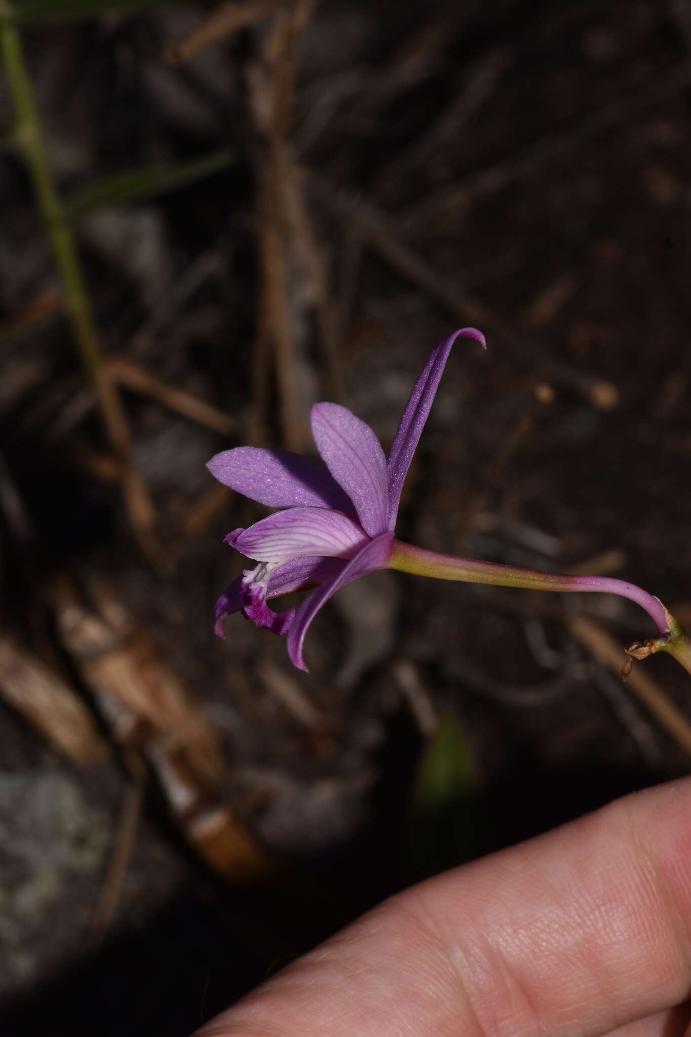 Image of Cattleya pabstii (F. E. L. Miranda & K. G. Lacerda) Van den Berg