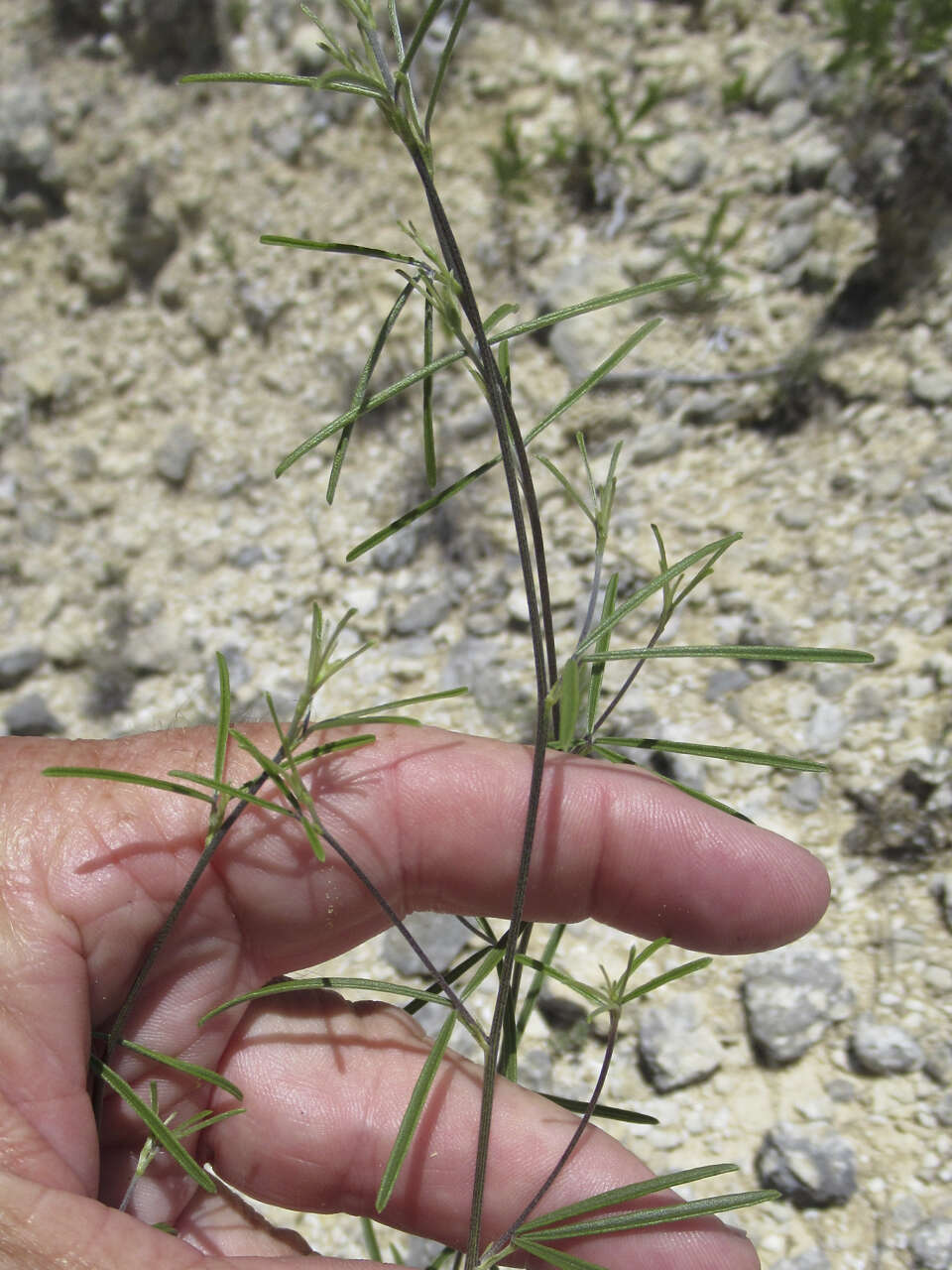 Image of narrowleaf Indian breadroot