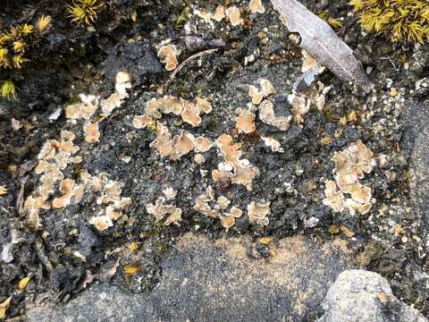 Image of fishscale lichen