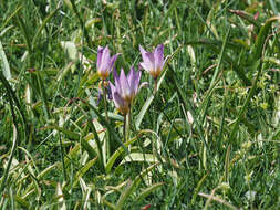 Image of Tulipa saxatilis Sieber ex Spreng.