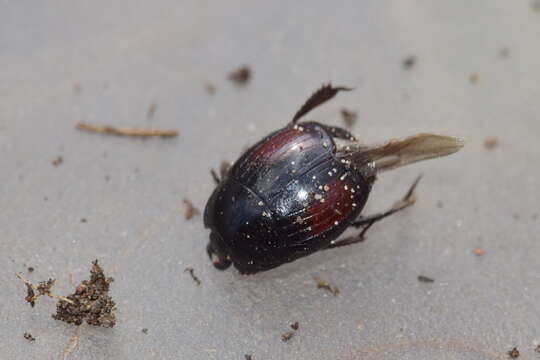 Image of Margarinotus (Paralister) purpurascens (Herbst 1791)