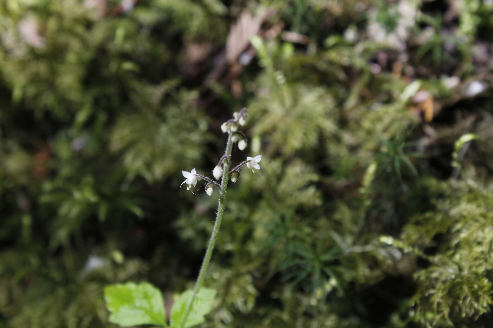 Image of Tiarella trifoliata var. trifoliata