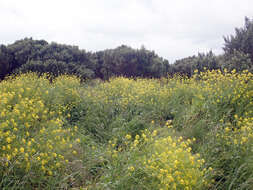 Plancia ëd Brassica napus subsp. napus