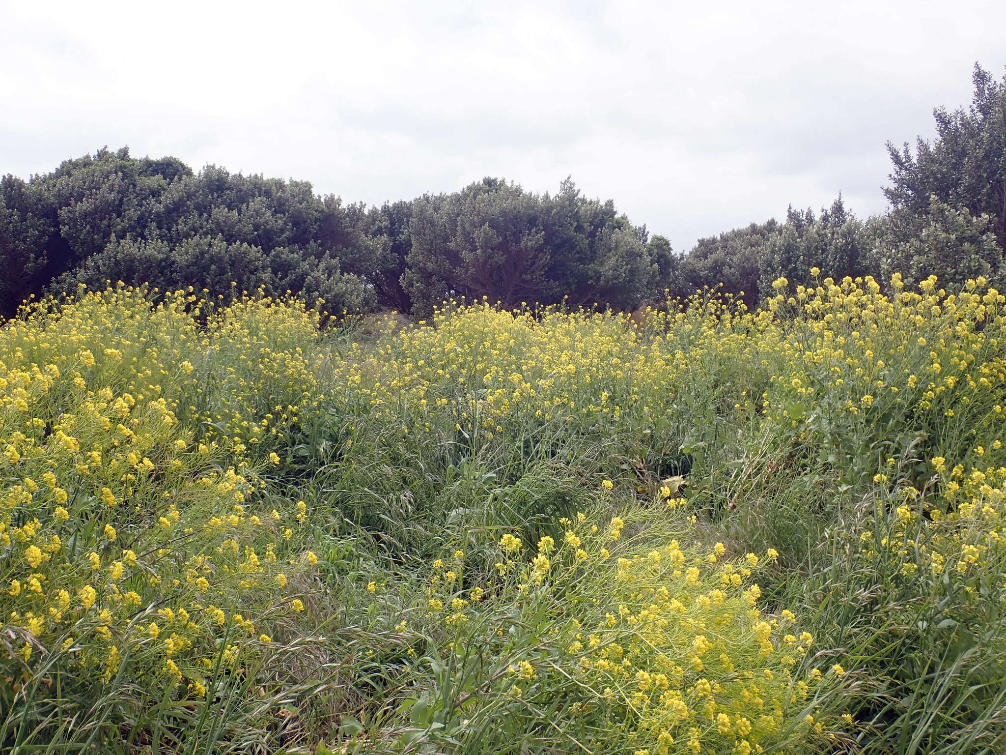 Brassica napus subsp. napus resmi