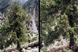 Sivun Juniperus semiglobosa Regel kuva