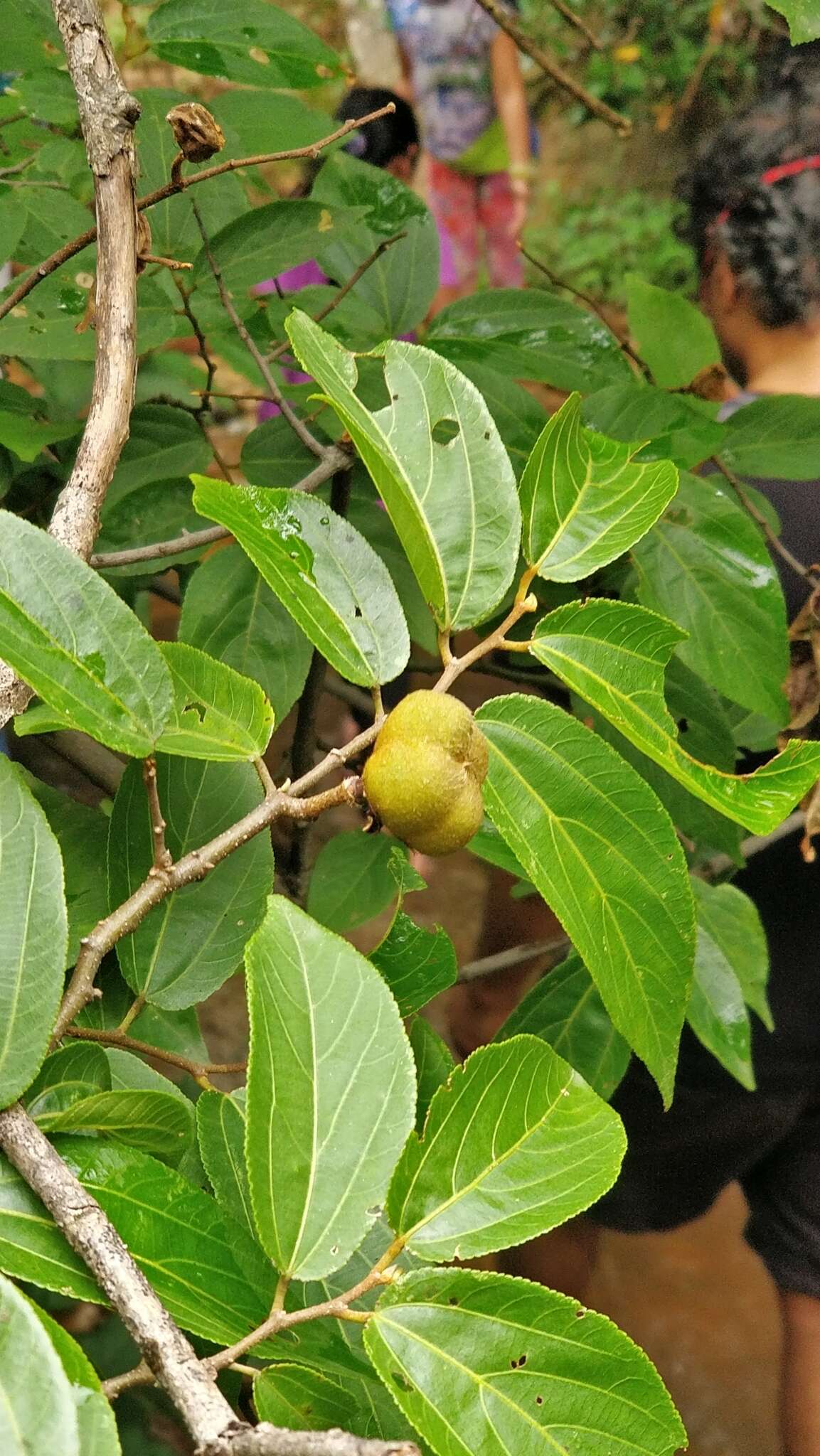 Image of Grewia bracteata Roth