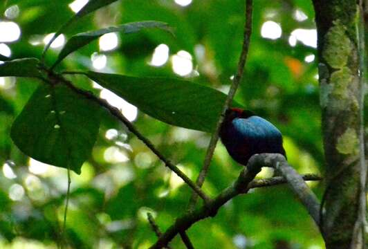 Image of Blue-backed Manakin