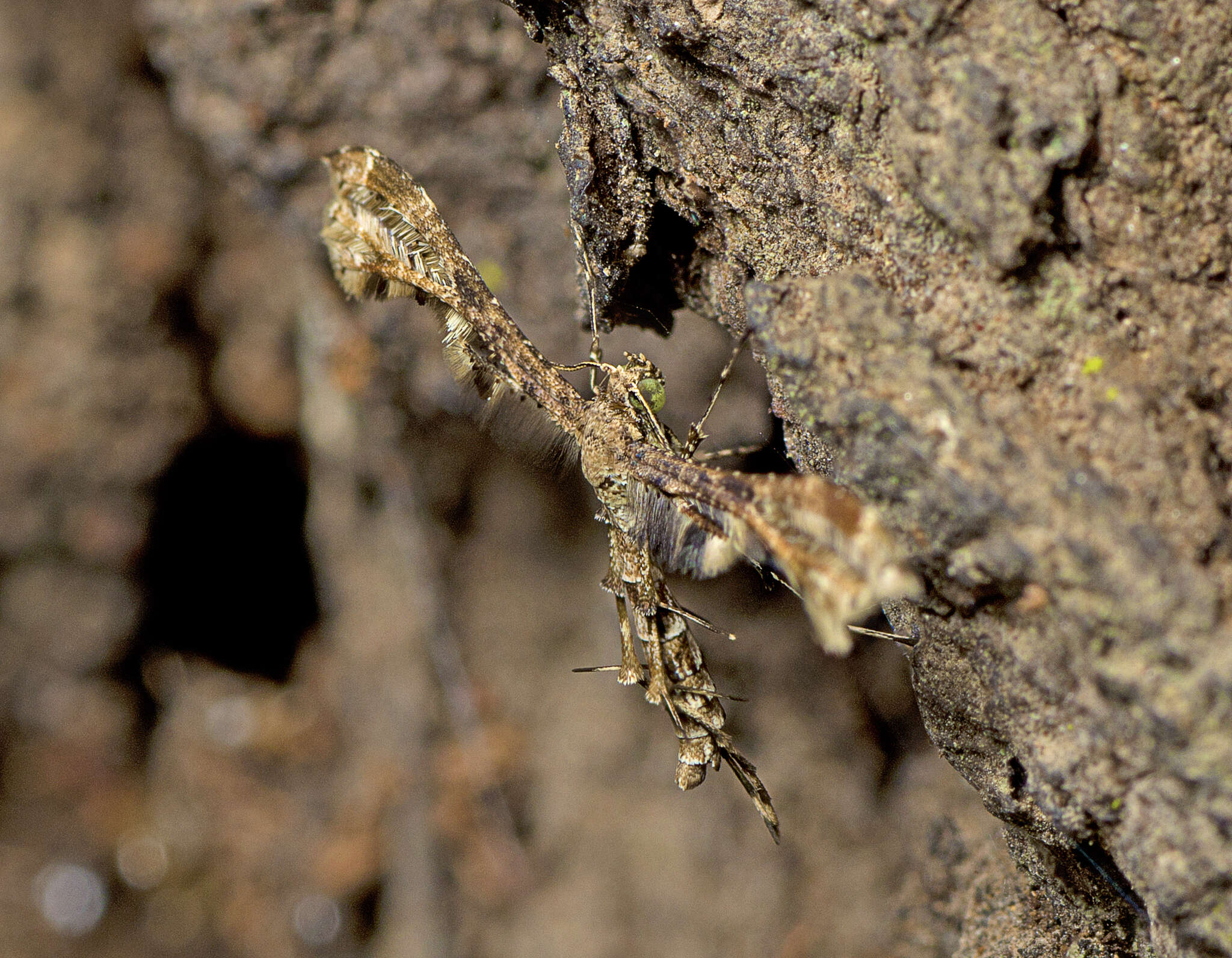 Image of Hexadactilia civilis Meyrick 1921