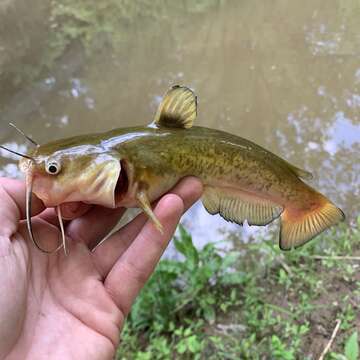 Image of Flat Bullhead