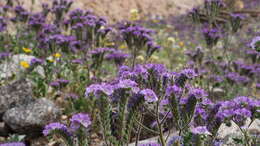 Phacelia crenulata var. ambigua (M. E. Jones) J. F. Macbr.的圖片