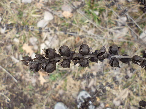 Image of Dasistoma macrophyllum (Nutt.) Raf.