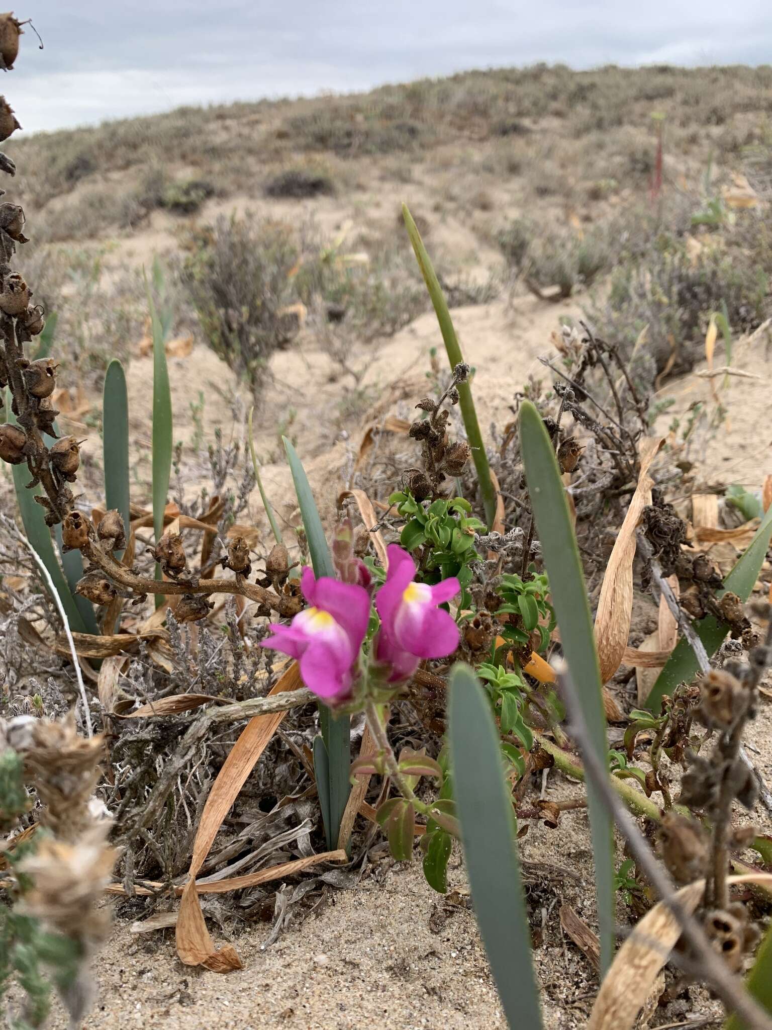 صورة Antirrhinum linkianum Boiss. & Reuter