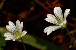 Image of Geranium wakkerstroomianum R. Knuth