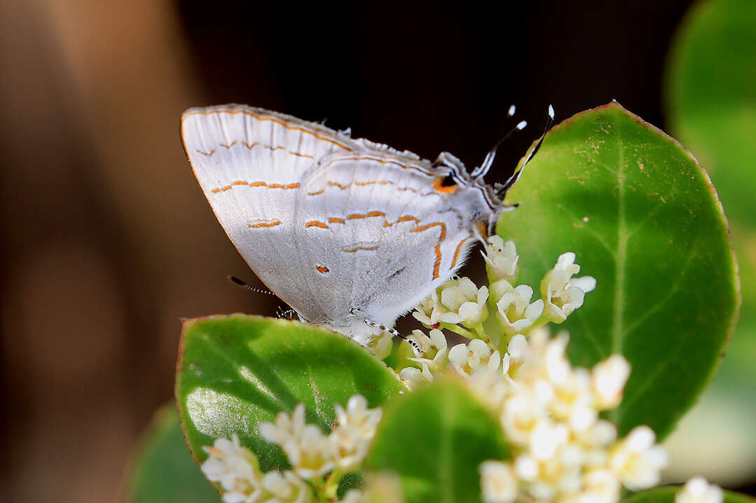 Imagem de Hypolycaena philippus (Fabricius 1793)