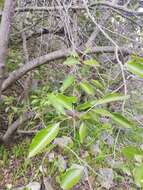 Image of Cassine peragua subsp. affinis (Sond.) R. H. Archer