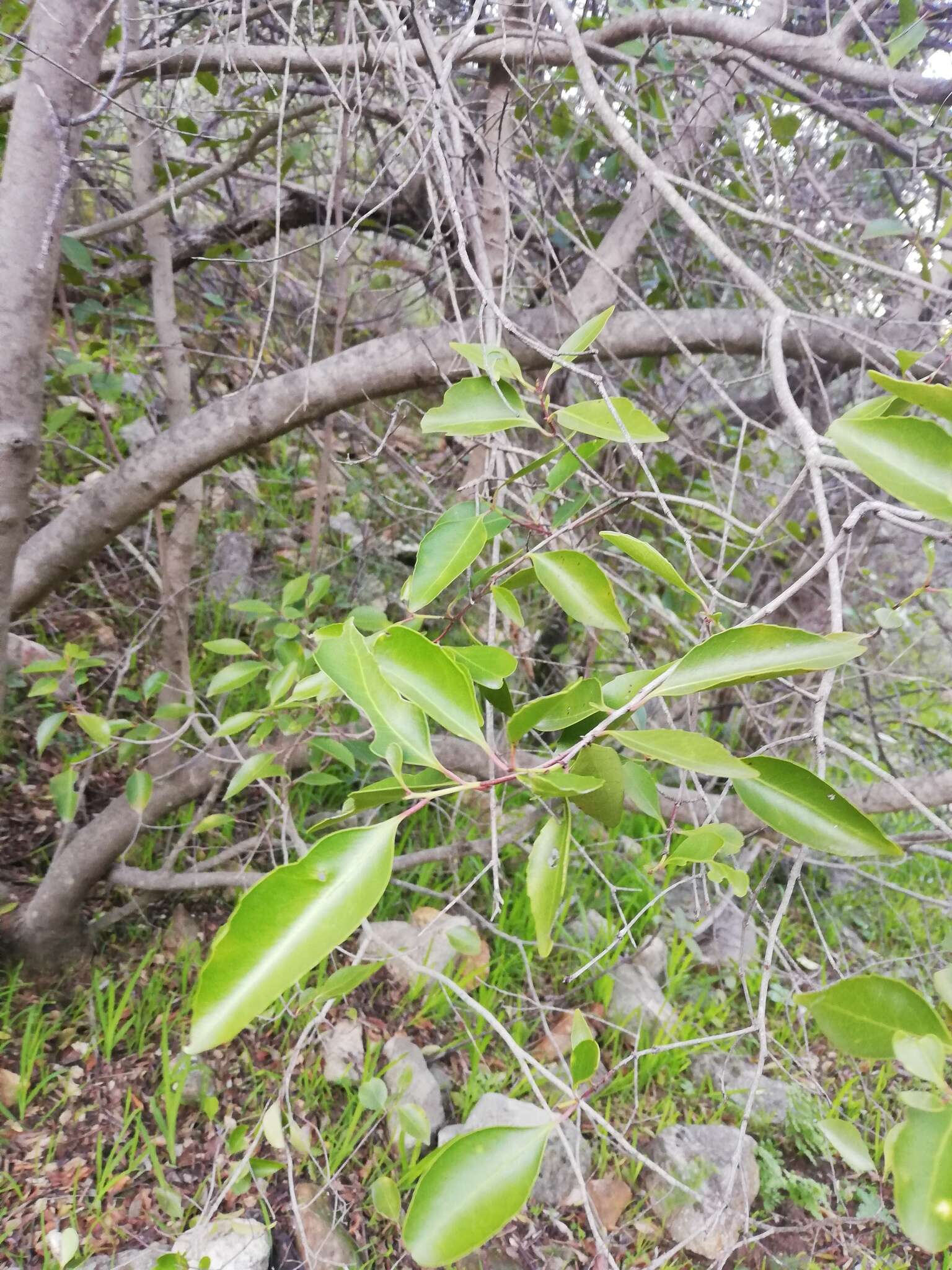 Image de Cassine peragua subsp. affinis (Sond.) R. H. Archer