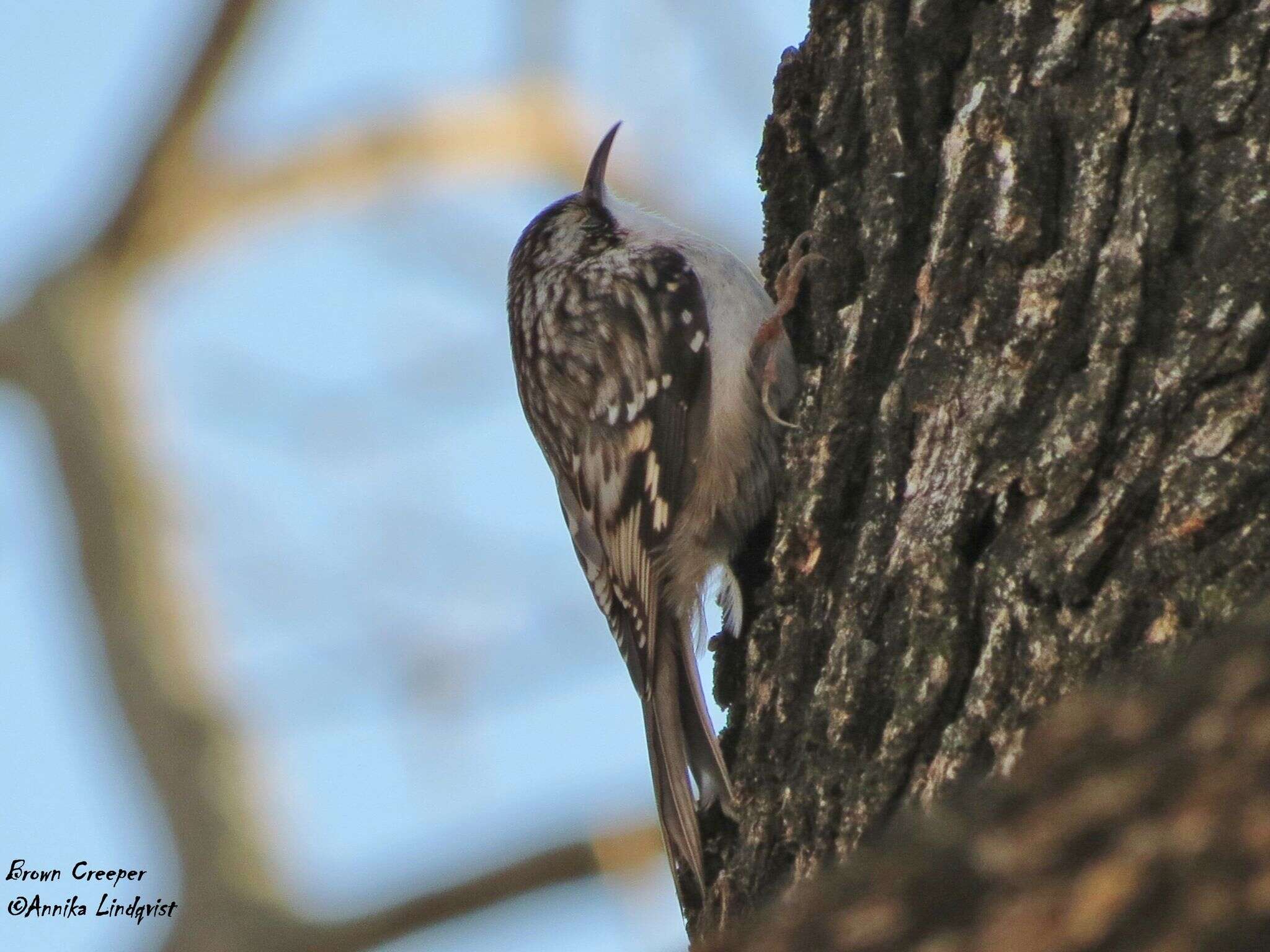 Image of treecreepers