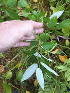 Image de Salix pyrifolia Anderss.