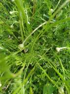 Image of corn chamomile