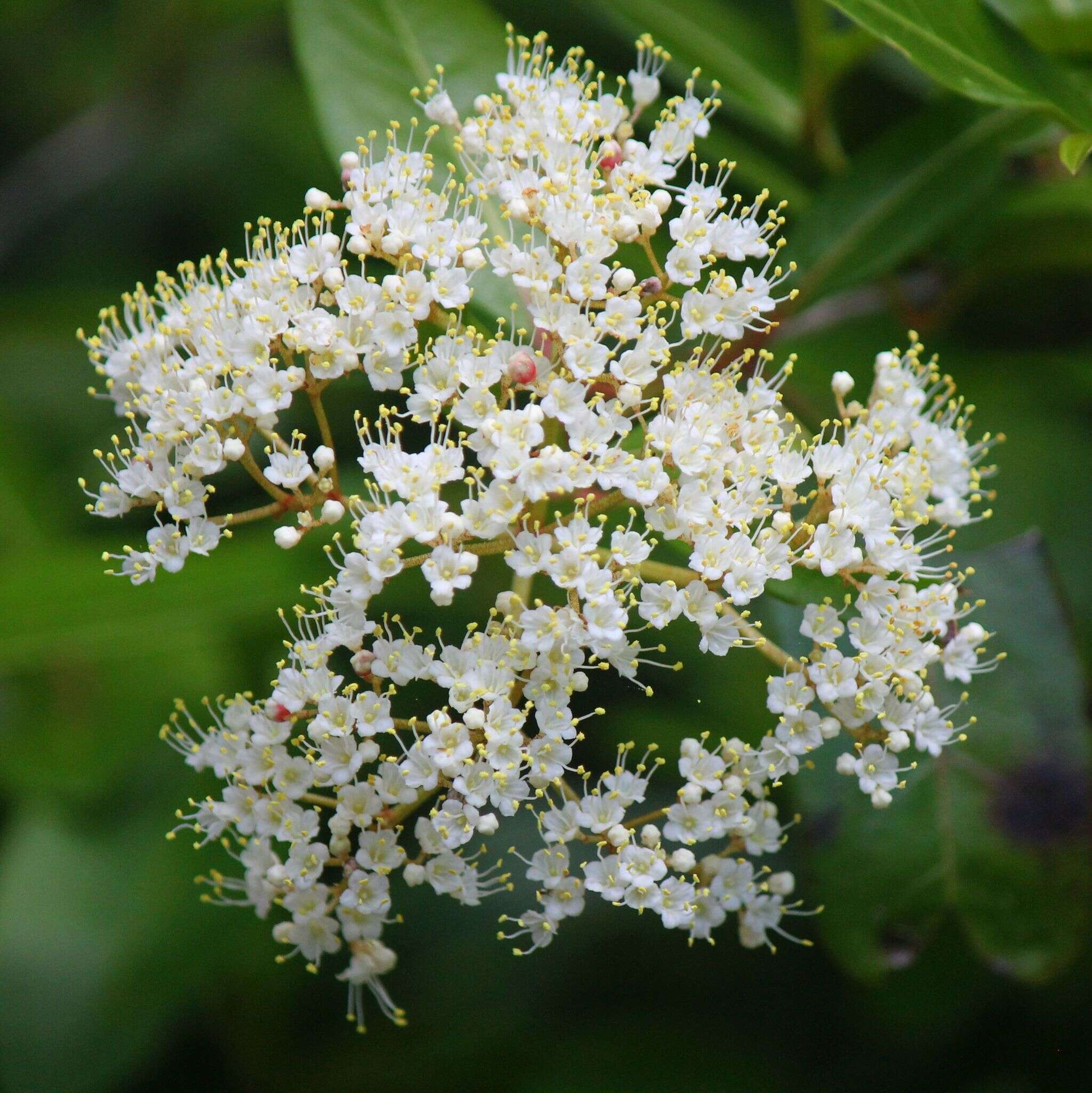 Image of possumhaw