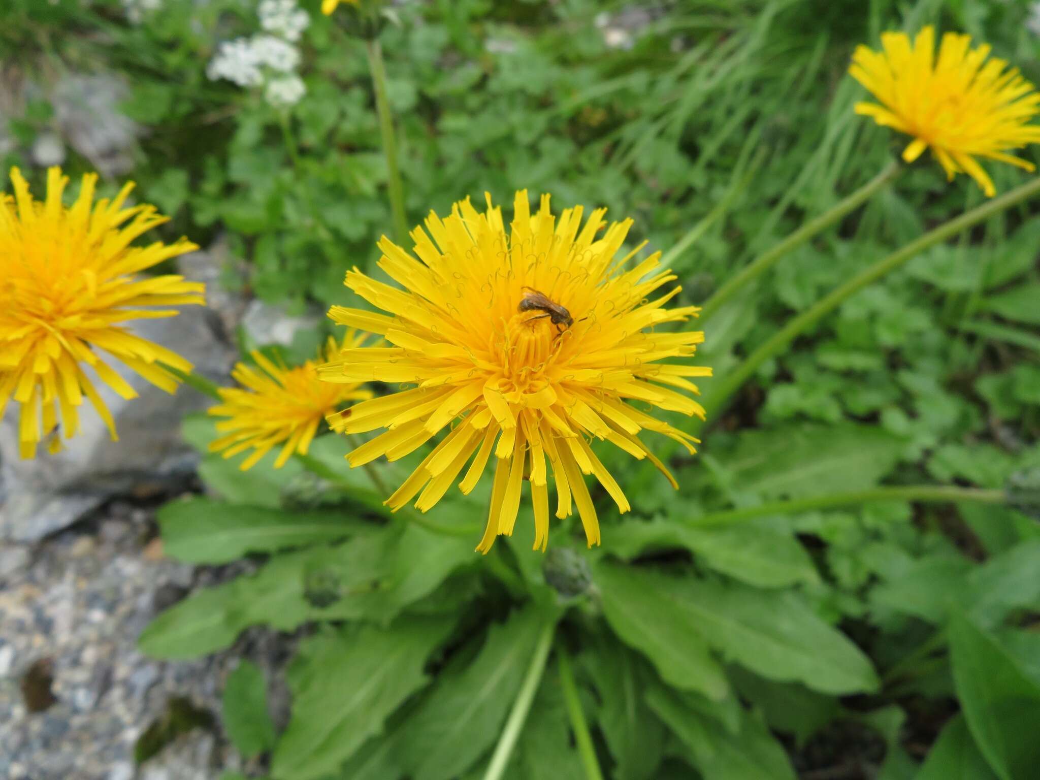 Image of Taraxacum alpicola Kitam.