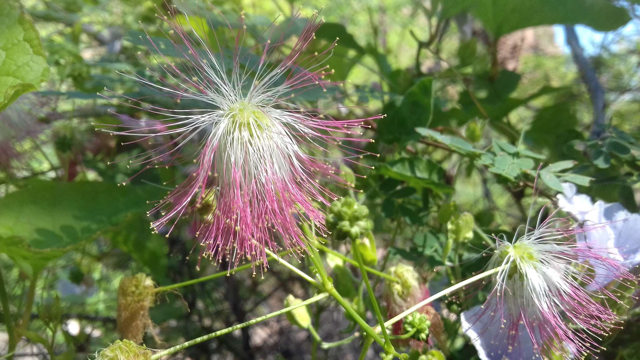 Image of Schott's stickpea