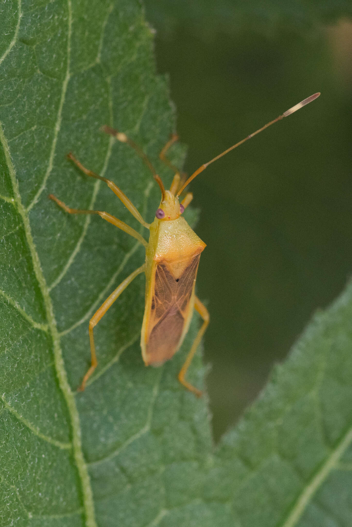 Image of Amblypelta lutescens (Distant 1911)