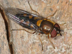 Image of Syrphus octomaculatus Walker 1836