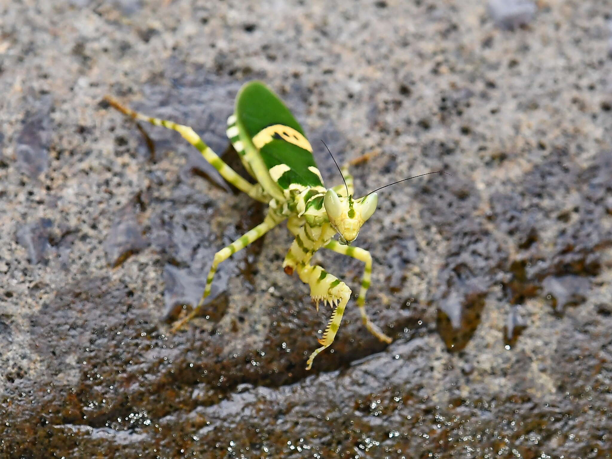 Image of Creobroter meleagris Stal 1877