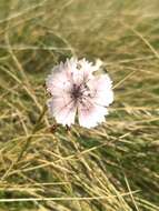 Image de Microbotryum dianthorum (Liro) H. Scholz & I. Scholz 1988