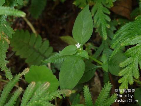 Sivun Neanotis hirsuta (L. fil.) W. H. Lewis kuva