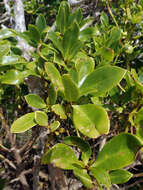 Image of Myoporum semotum Heenan & de Lange