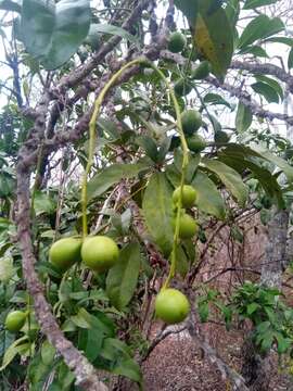 Image of Burasaia madagascariensis DC.