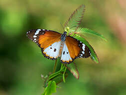 Image of Danaus (Anosia) chrysippus subsp. alcippus Cramer 1777