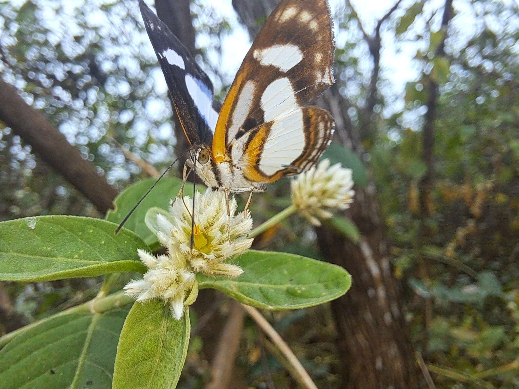 Image of Irenia Metalmark