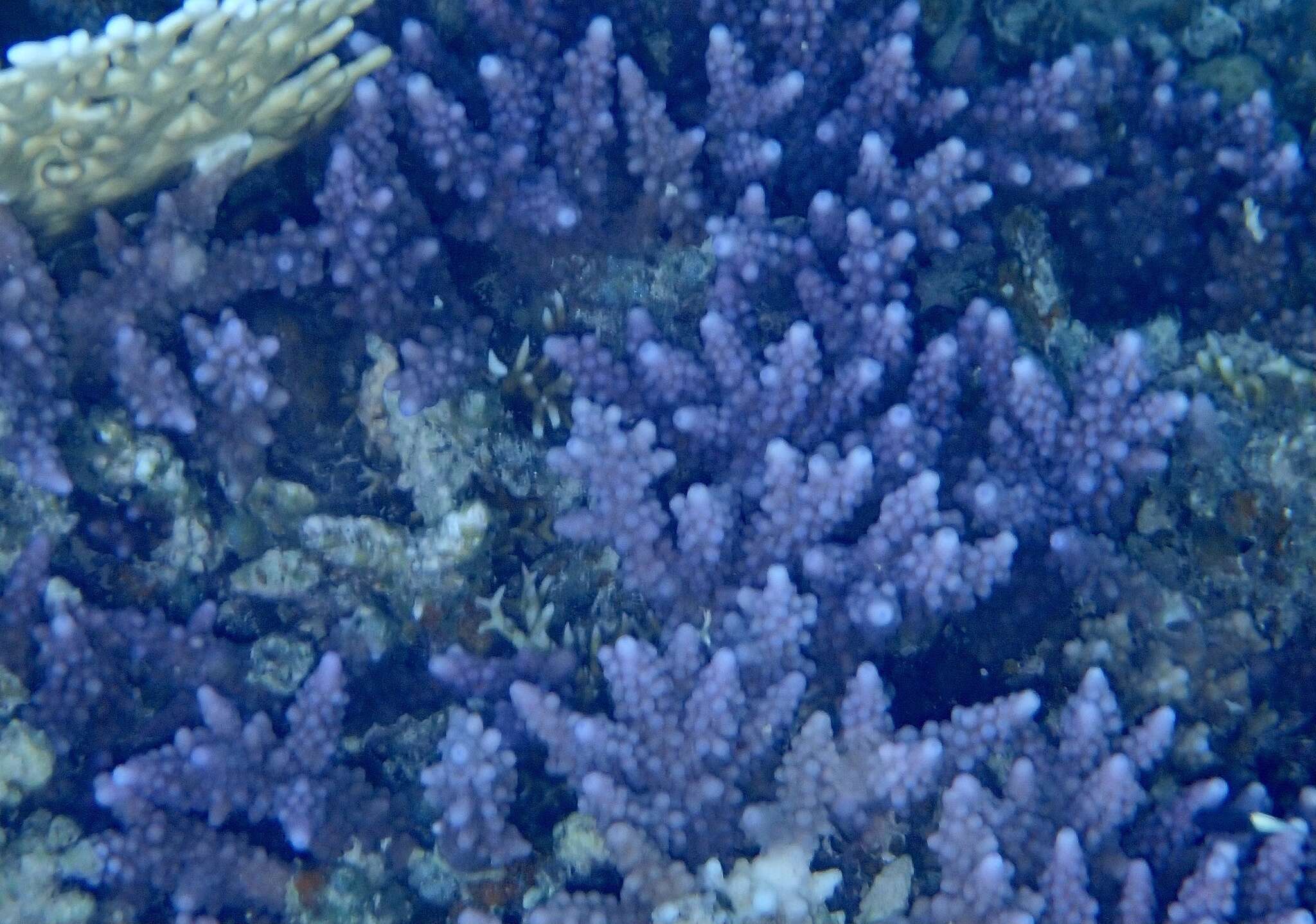 Image of Acropora hemprichii (Ehrenberg 1834)