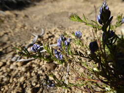 Image of Polygala gnidioides Willd.