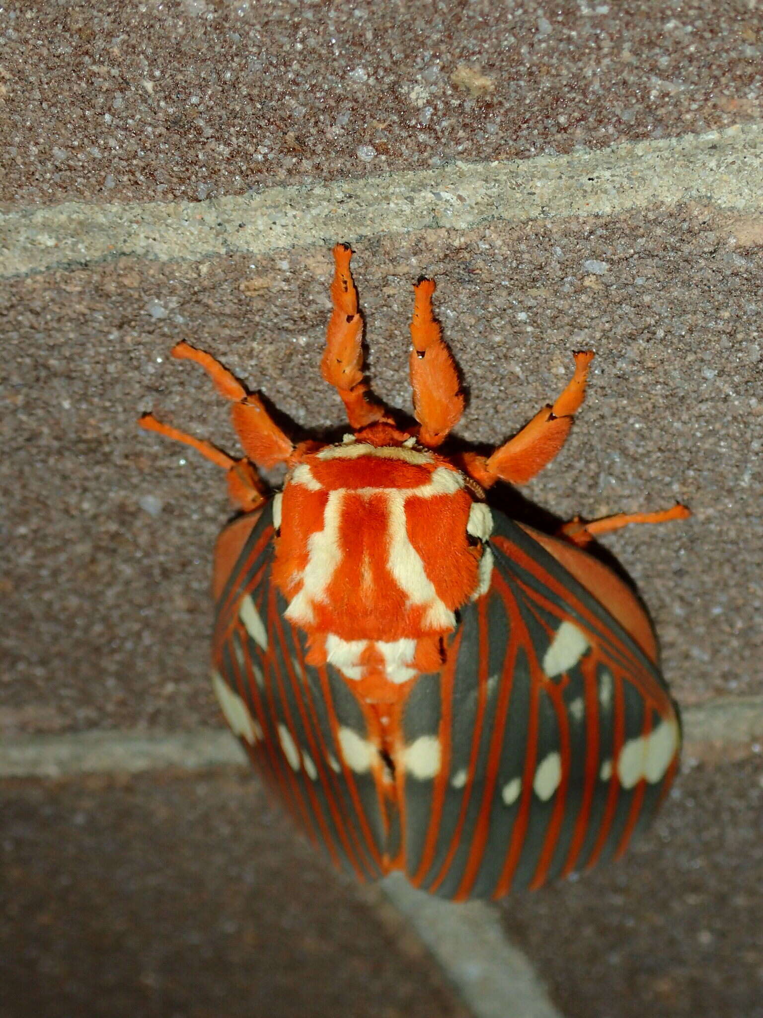 Image of Regal Moth