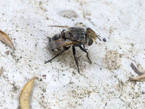 Image of Gonia bimaculata Wiedemann 1819